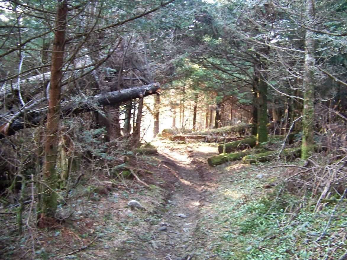 Sun beam in trees AT *** DIGITAL PHOTO