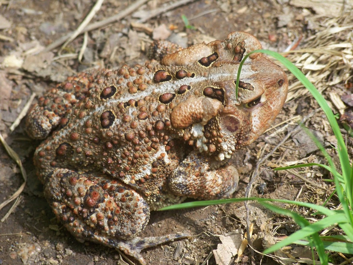 Toad blending in on AT *** DIGITAL PHOTO