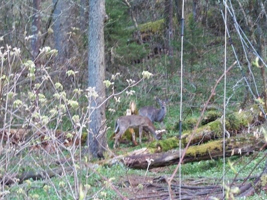 Appalachian Trail (AT) deer GSMNP *** DIGITAL PHOTO