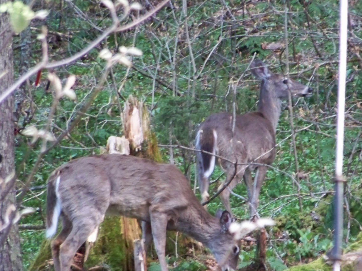 Appalachian Trail deer close up *** DIGITAL PHOTO