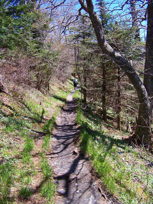 Appalachian Trail (AT) Path in the Sun DIGITAL PHOTO