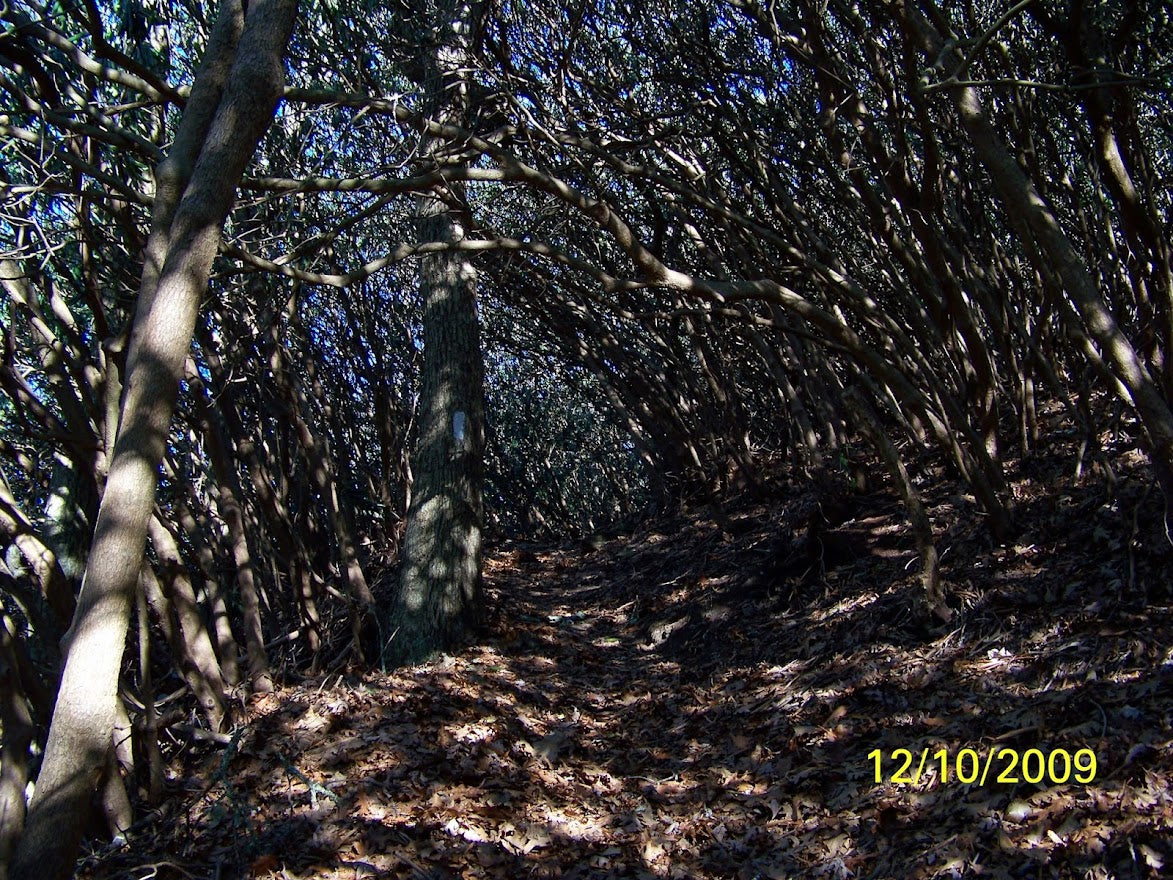 another tree tunnel AT *** DIGITAL PHOTO