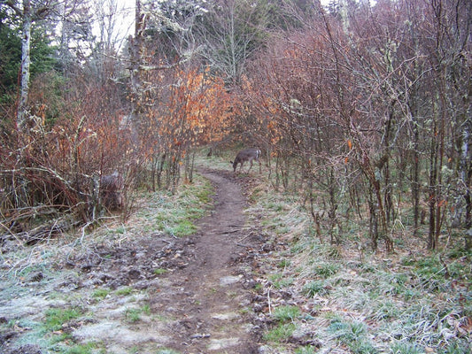 Deer on Appalachian Trail *** DIGITAL PHOTO