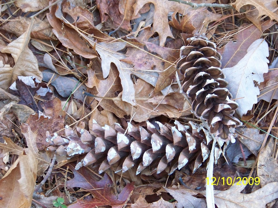 Appalachian Trail pinecones and leaves *** DIGITAL PHOTO